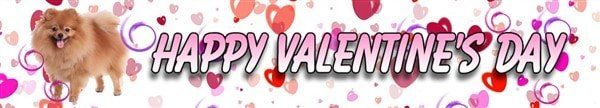 pomeranian-valentines-day-banner